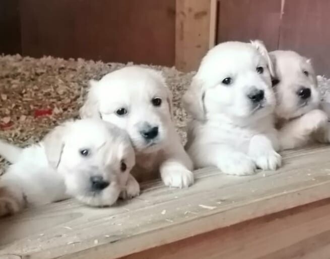 gumtree golden retriever for sale